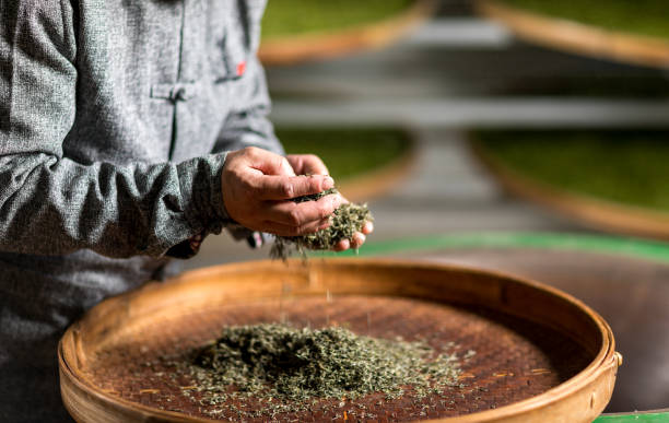 紅茶、綠茶、烏龍茶之間的差異你知道多少？帶你認識這三種茶類的製造過程！